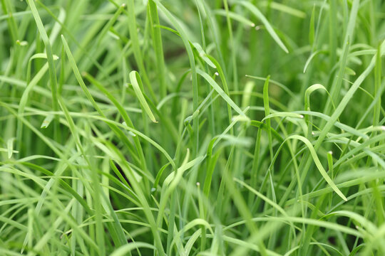 韭菜植物