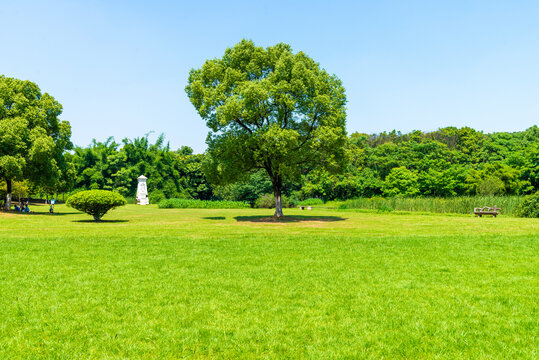 树林草地