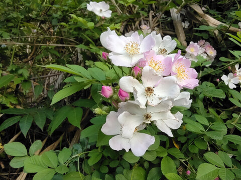 野月季花