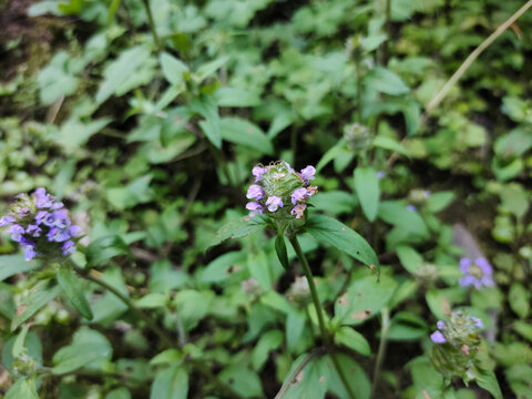 夏枯草