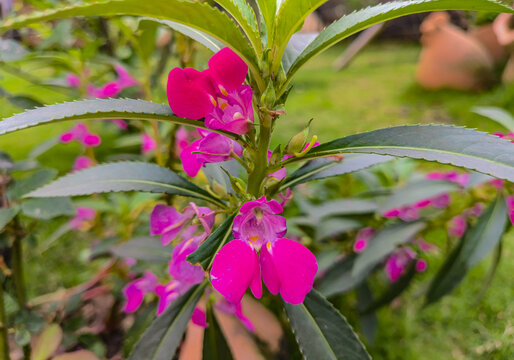 凤仙花