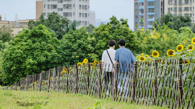 深圳光明区向日葵花田游客