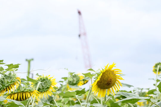 向日葵花田周围的工地