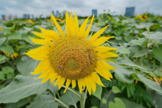 向日葵花