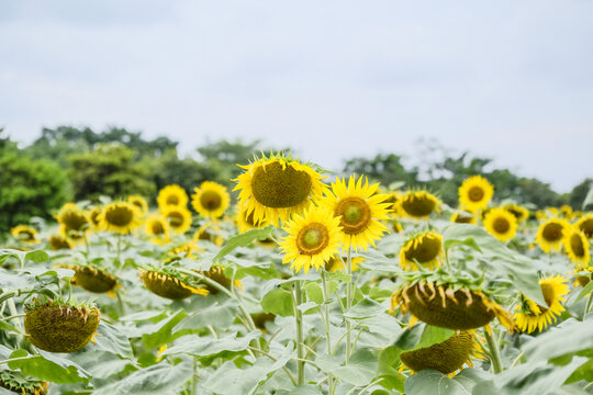 深圳光明区向日葵花海