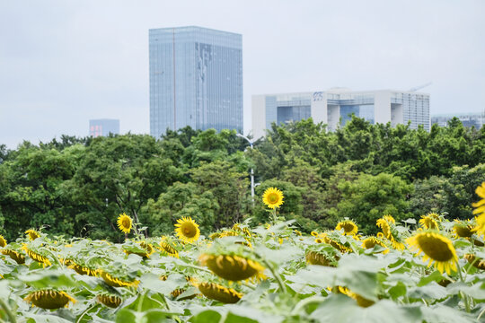 深圳光明区向日葵花海