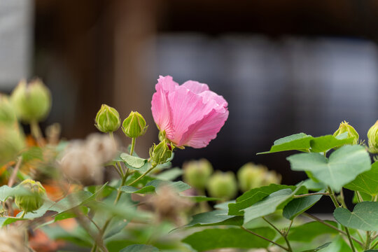 夏天盛开的木芙蓉花微距特写