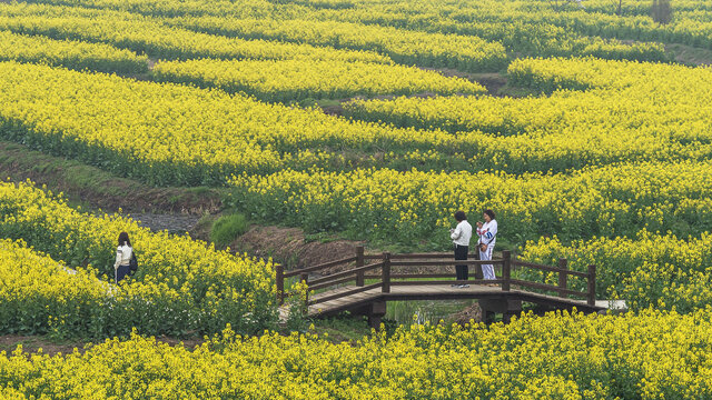 垛田油菜花