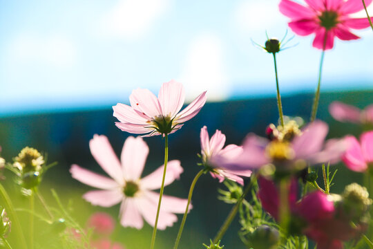 格桑花