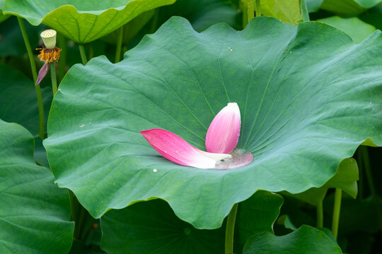 荷花花瓣