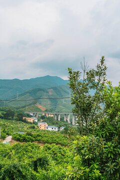 中国李子之乡李子种植地