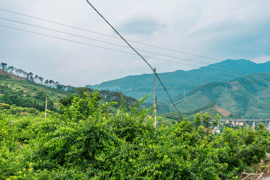 贺街李子种植山头