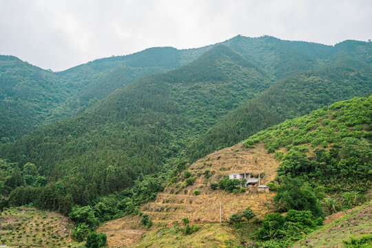 李子种植山头