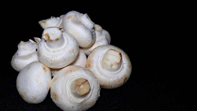 口蘑白蘑菇食用菌
