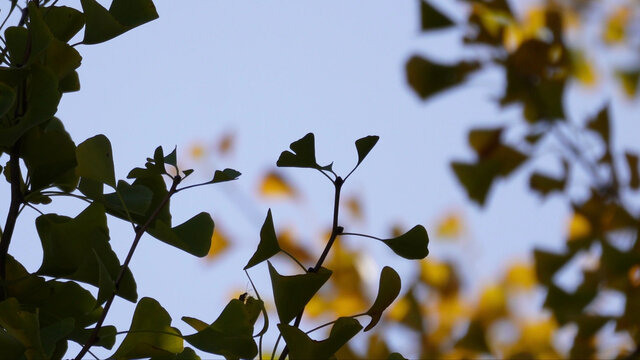 鲜嫩绿色银杏树叶子风景