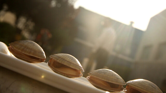 阳光下的黄蚬子花蛤