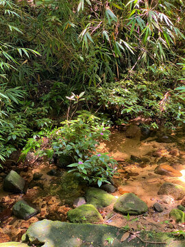 吊罗山溪流