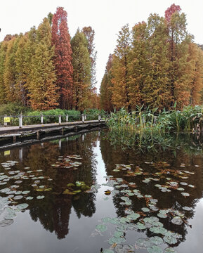 公园绿植风景图