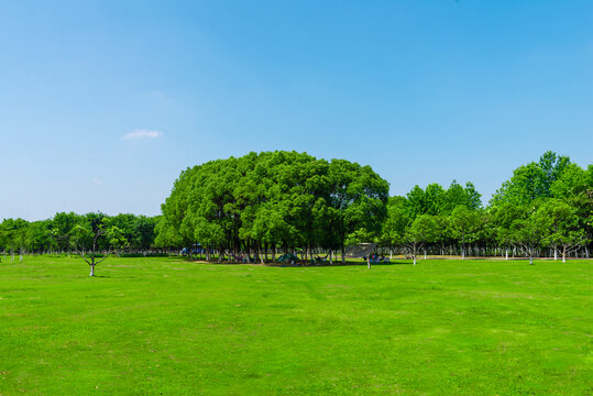 树林草地