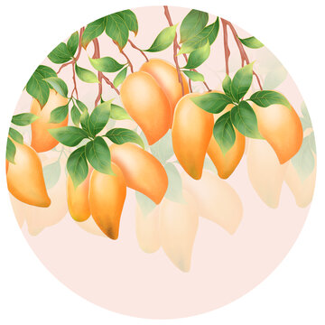 手繪芒果包裝插畫