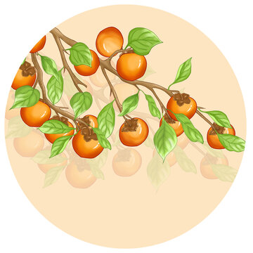 手繪柿子插畫