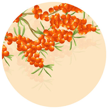 手繪沙棘插畫