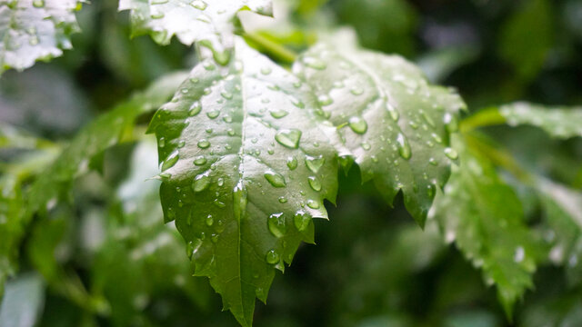 雨中绿叶