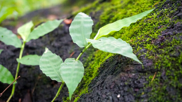 野草