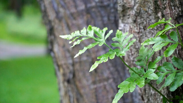 蕨类植物