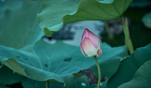 荷花花蕾