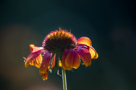 虎皮菊