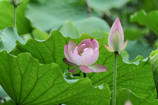 深圳洪湖公园的荷花