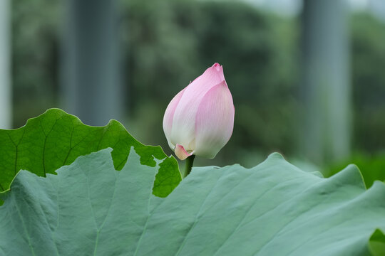 深圳洪湖公园的荷花