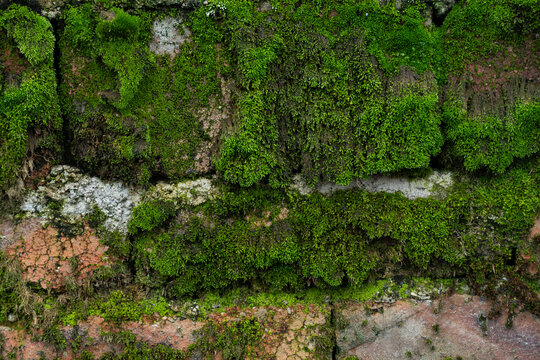 砖墙苔藓