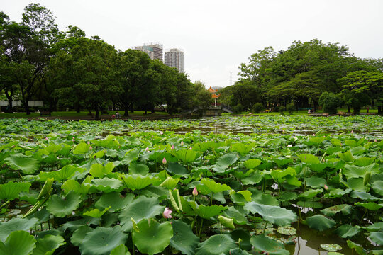 深圳洪湖公园荷塘