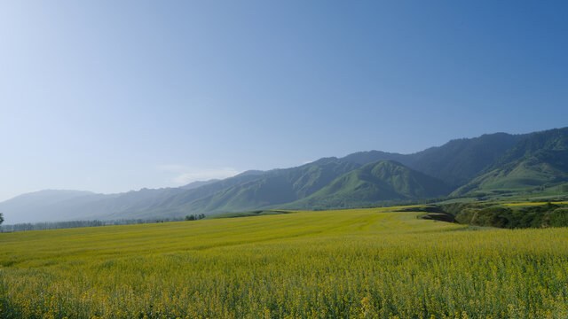 油菜花田