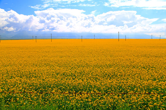 油菜花海