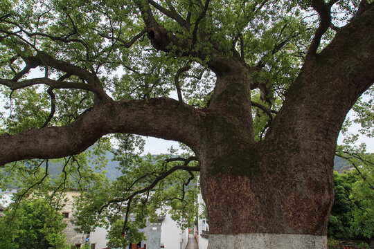 千年古樟树