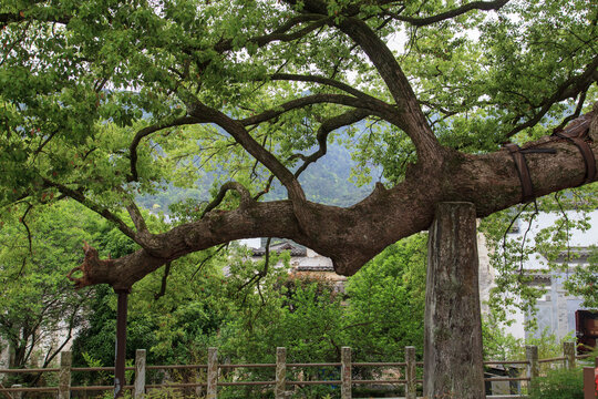 歙县漳潭千年古樟