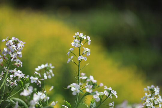 油菜花特写