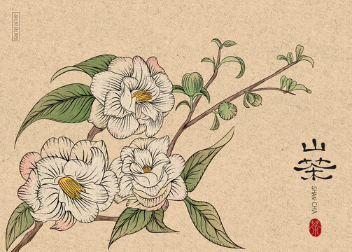 山茶花插畫