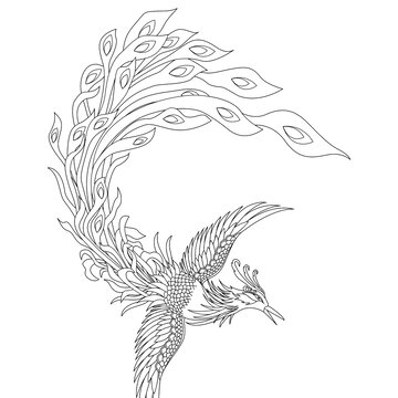 鳳凰矢量線稿