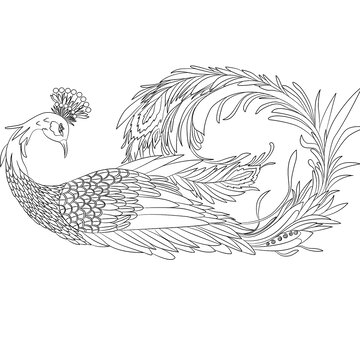 鳳凰線稿