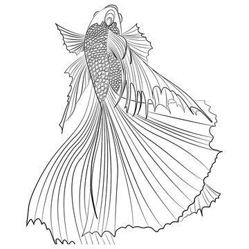 錦鯉插畫線描圖