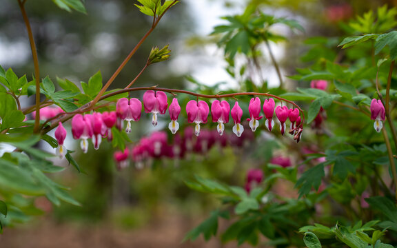 铃兰花