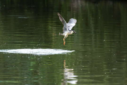 水上捕鱼的白鹭鸟
