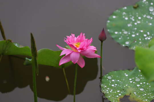 雨珠荷花