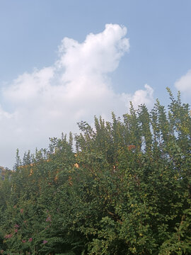 藍天白云樹木