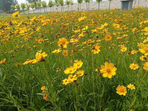 金鸡菊花海