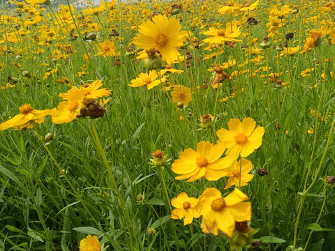 金鸡菊